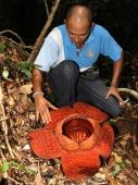 Raffelasia_Sarawak_0042