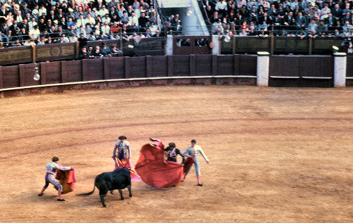 Bullfight3.jpg