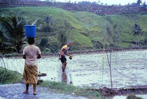 Bali_29_RicePlanting_g.jpg