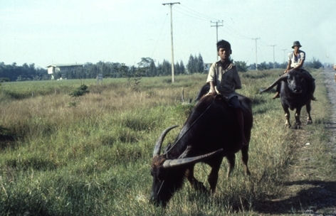 WaterBuffalo_1.jpg
