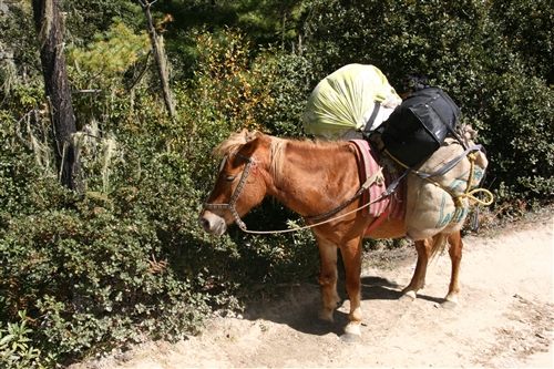 Bhutan_Paro_TigersNest_Plus_9447.jpg