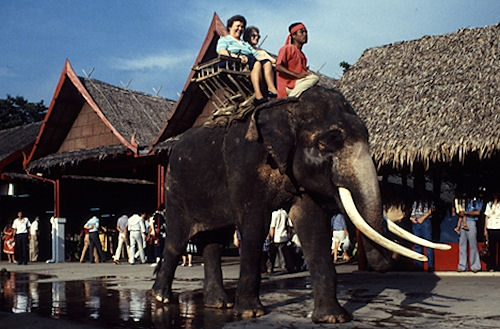 Elephants_2_Working.jpg